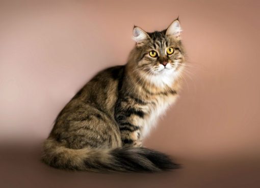 Kucing Siberia: Teman Berbulu yang Bikin Hati Adem dan Rumah Makin Hidup Kucing Siberia