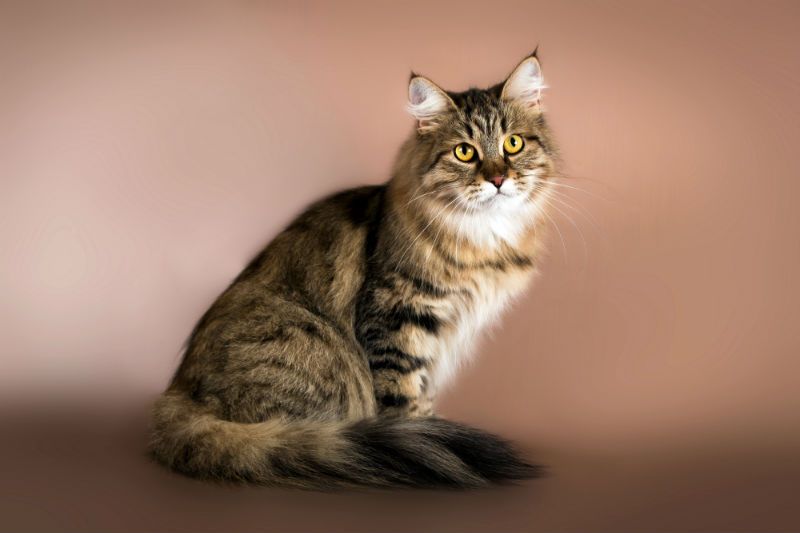 Kucing Siberia