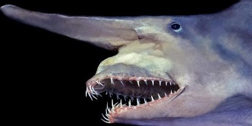 Hiu Goblin: Monster Laut Purba yang Masih Hidup Sampai Sekarang Hiu Goblin