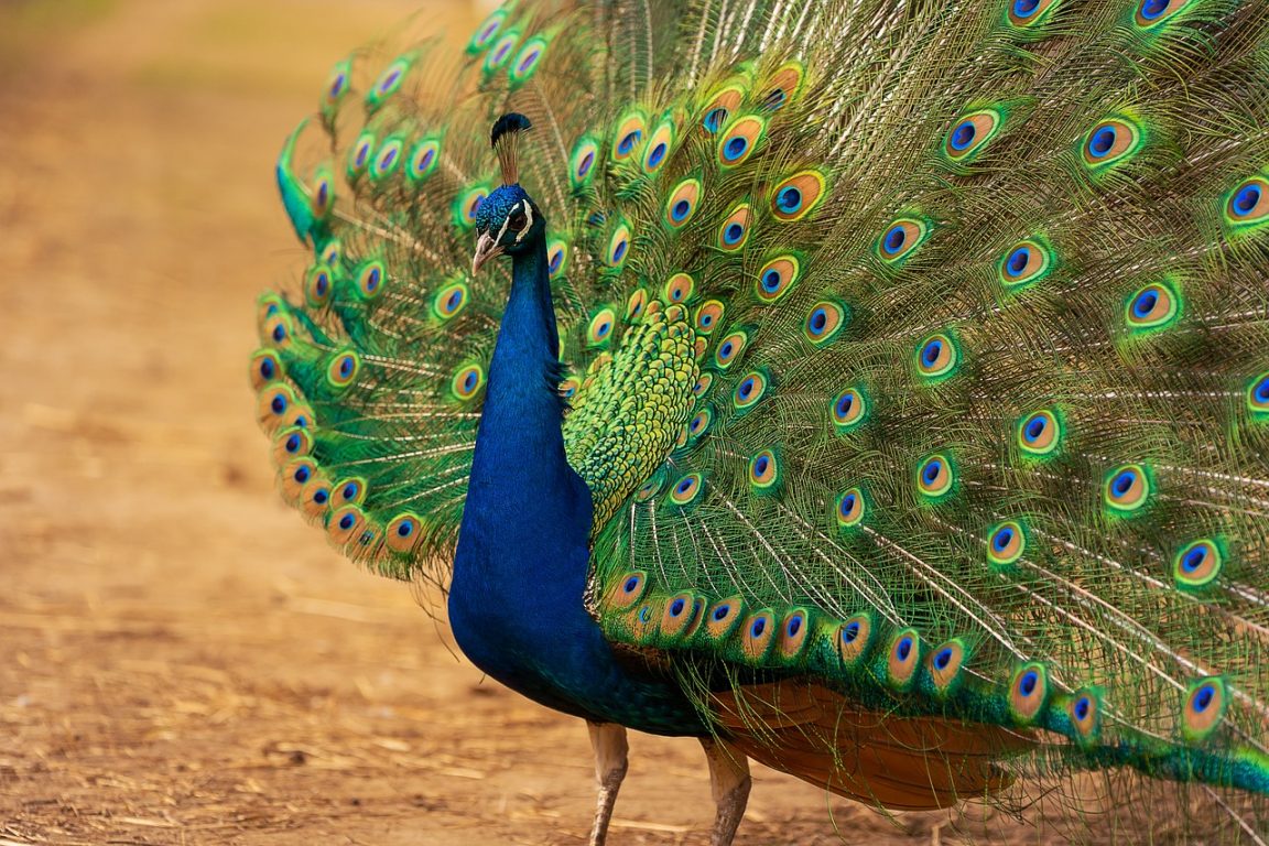Keindahan Burung Merak