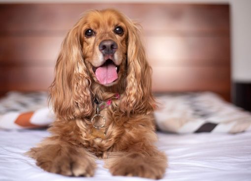 Cocker Spaniel Inggris