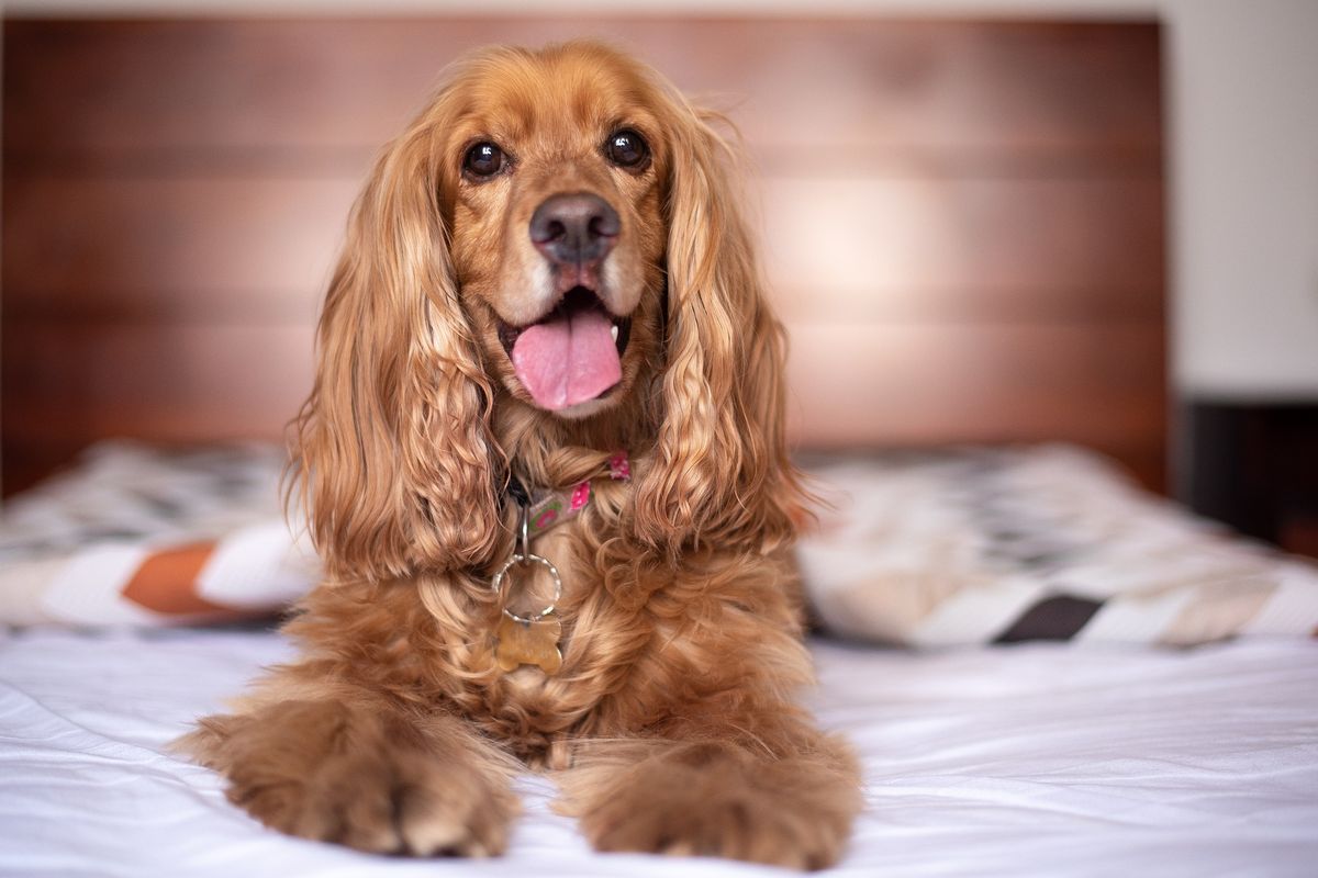 Cocker Spaniel Inggris