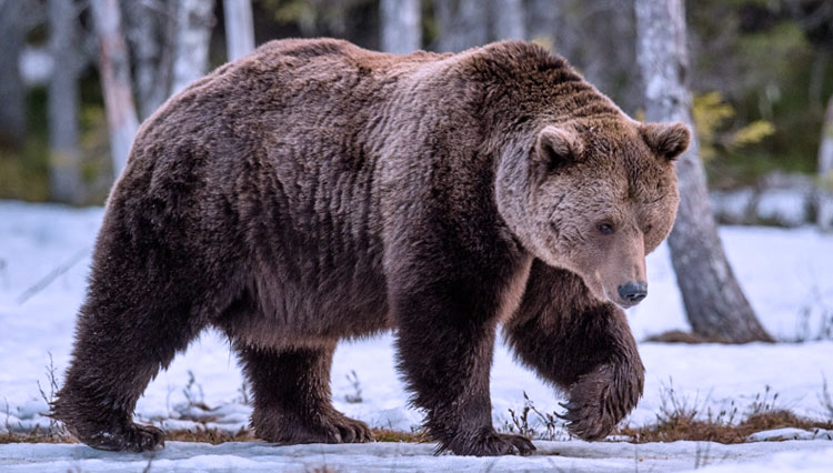 Beruang Grizzly
