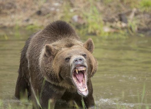 Beruang Grizzly: Raja Hutan Amerika Utara Beruang Grizzly