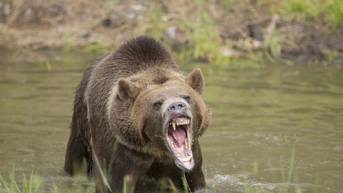 Beruang Grizzly