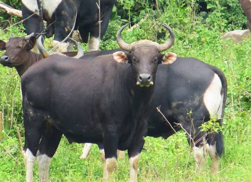 Banteng Jawa: Pesona, Peran, dan Ancaman yang Mengintai Banteng Jawa
