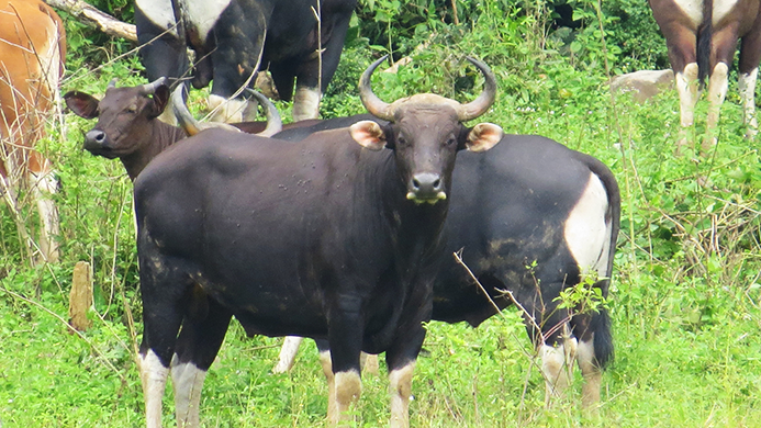 Banteng Jawa