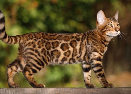 Kucing Bengal