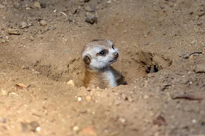 Mengenal Meerkat Gurun: Hewan Pintar dan Lincah yang Hidup di Padang Pasir