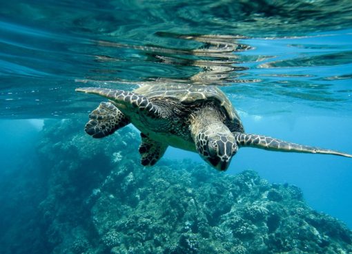 Nasib Penyu Belimbing