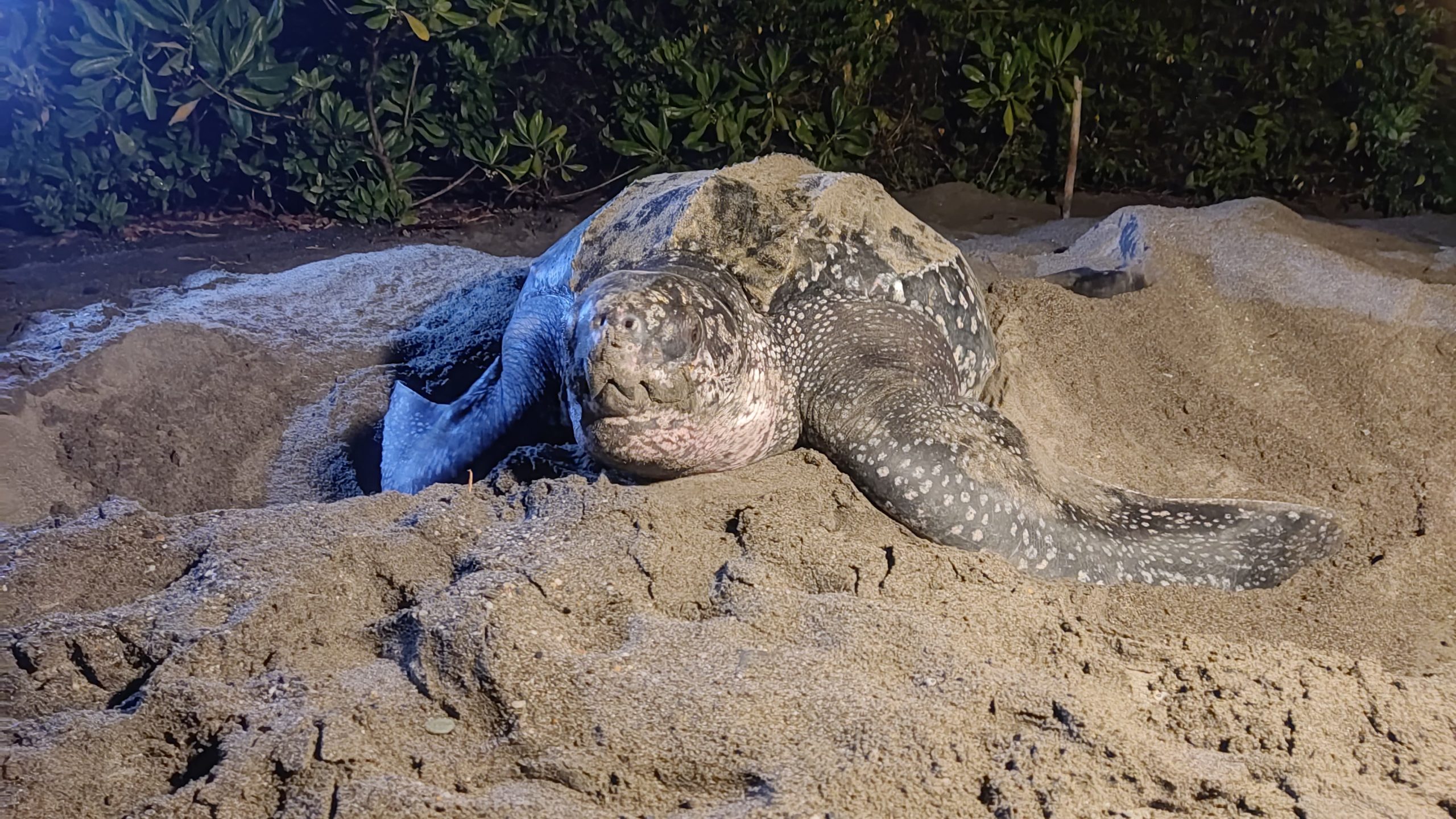 Nasib Penyu Belimbing