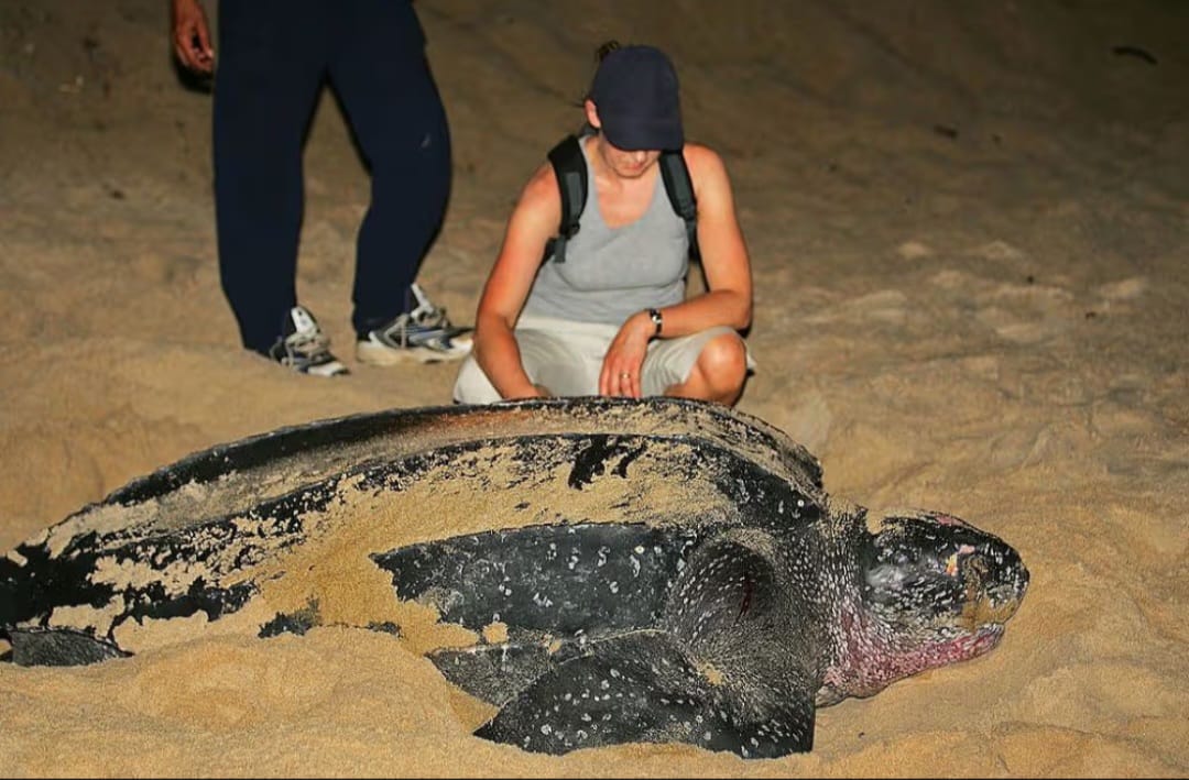 Nasib Penyu Belimbing