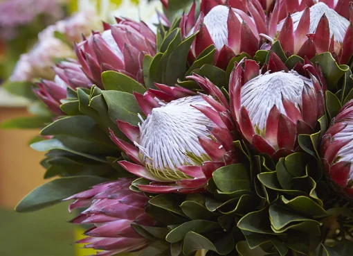 King Protea