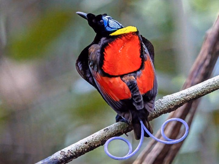 Pesona Cendrawasih Botak: Harta Karun Endemik Tanah Papua