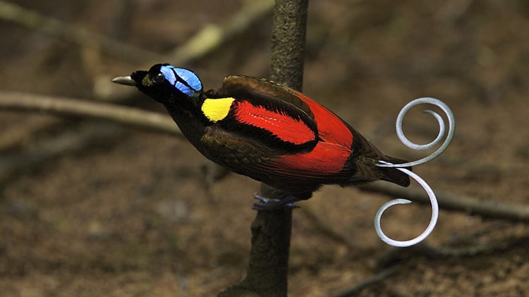 Keunikan Fisik Cendrawasih Botak dan Karakteristik Visual yang Ikonik