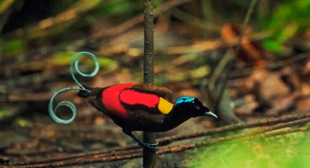 Tantangan Konservasi di Tengah Ancaman Kepunahan