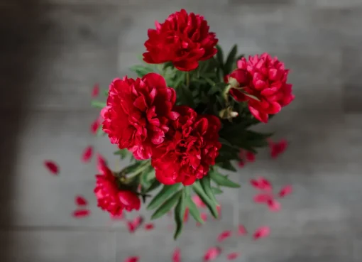 Bunga Anyelir Merah