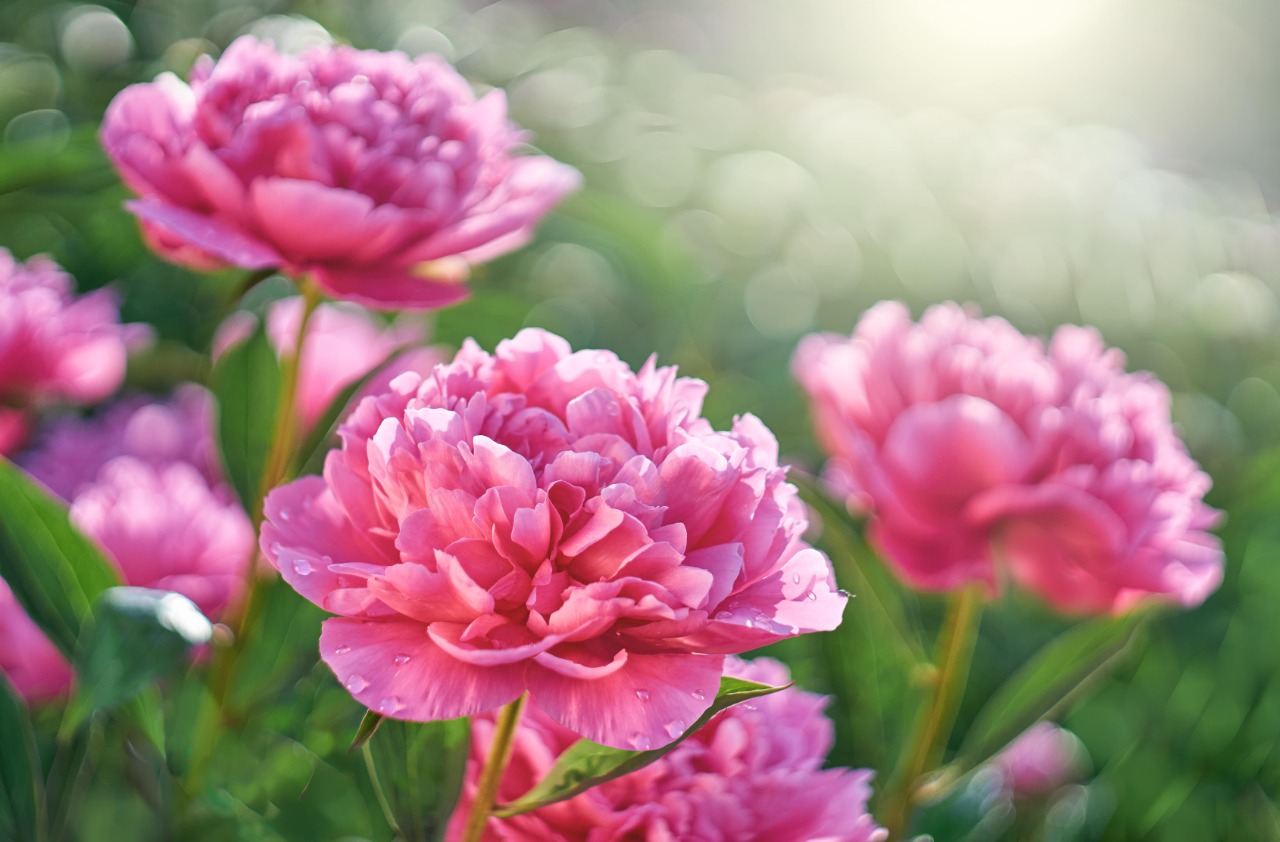Rahasia di Balik Daya Tahan Bunga Peony