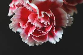 bunga Anyelir merah